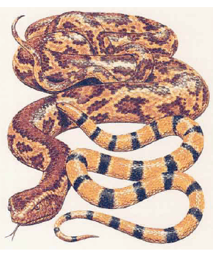 Snake, Serpent