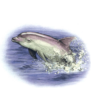 Dolphin (Athas)