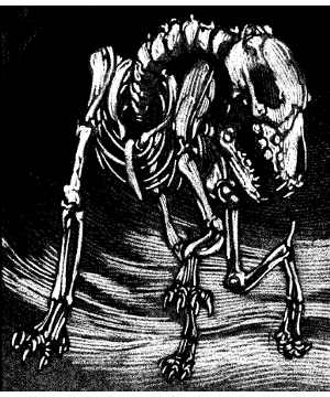 Hound, Skeletal