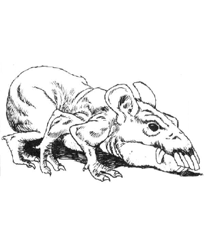 Rat, Osquip